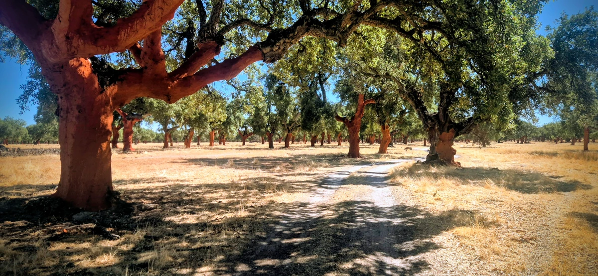 Dehesa de alcornoques en la Ruta Rosa, Reserva de la Biosfera